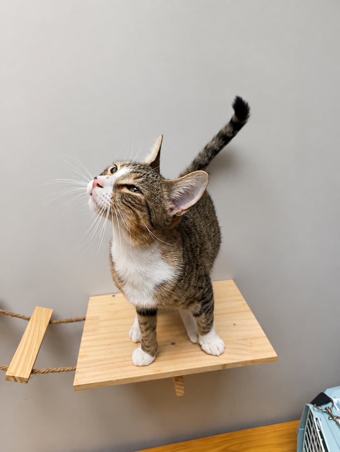 Ruri, gato en adopción
