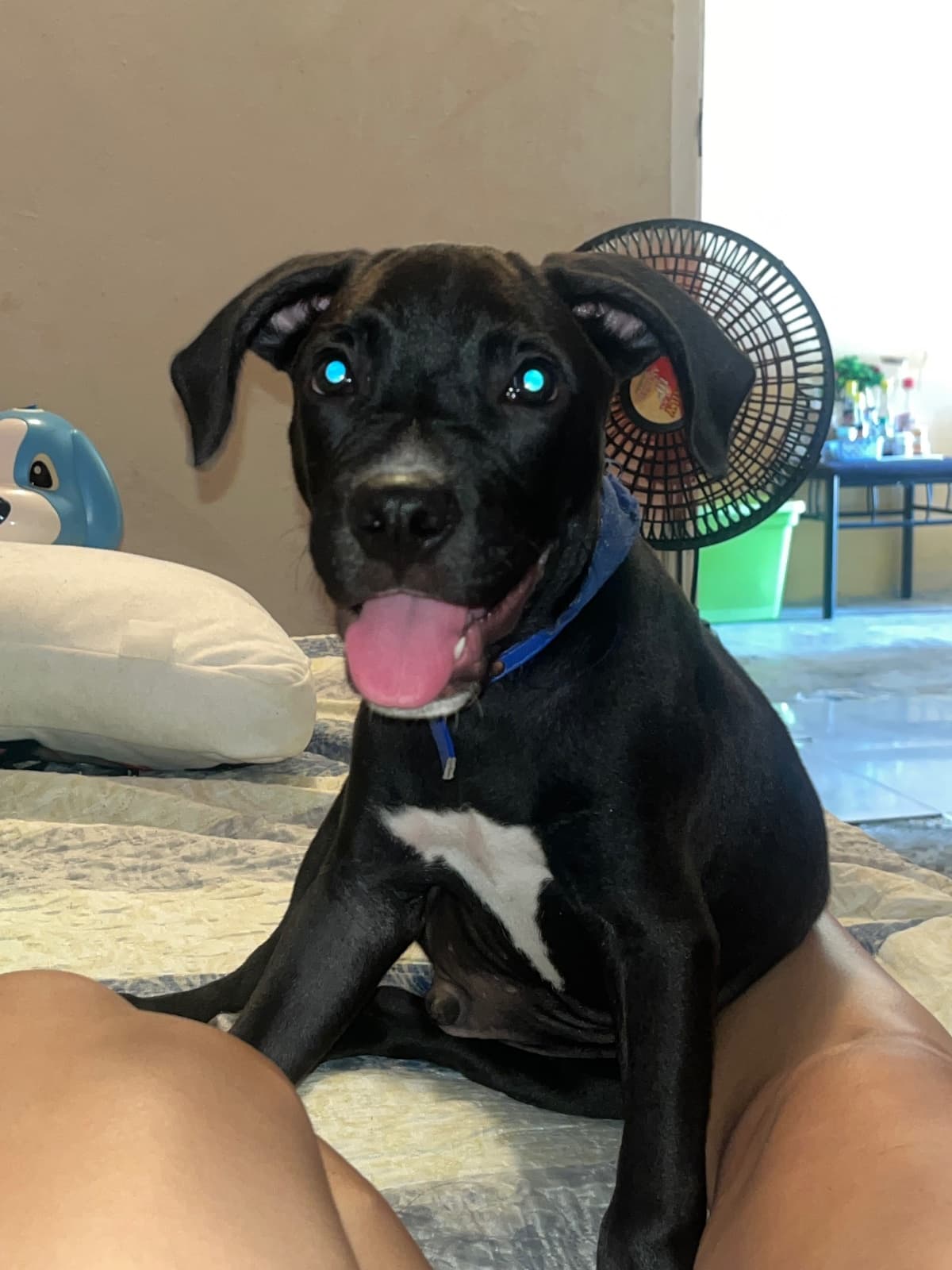 Loki, perro en adopción