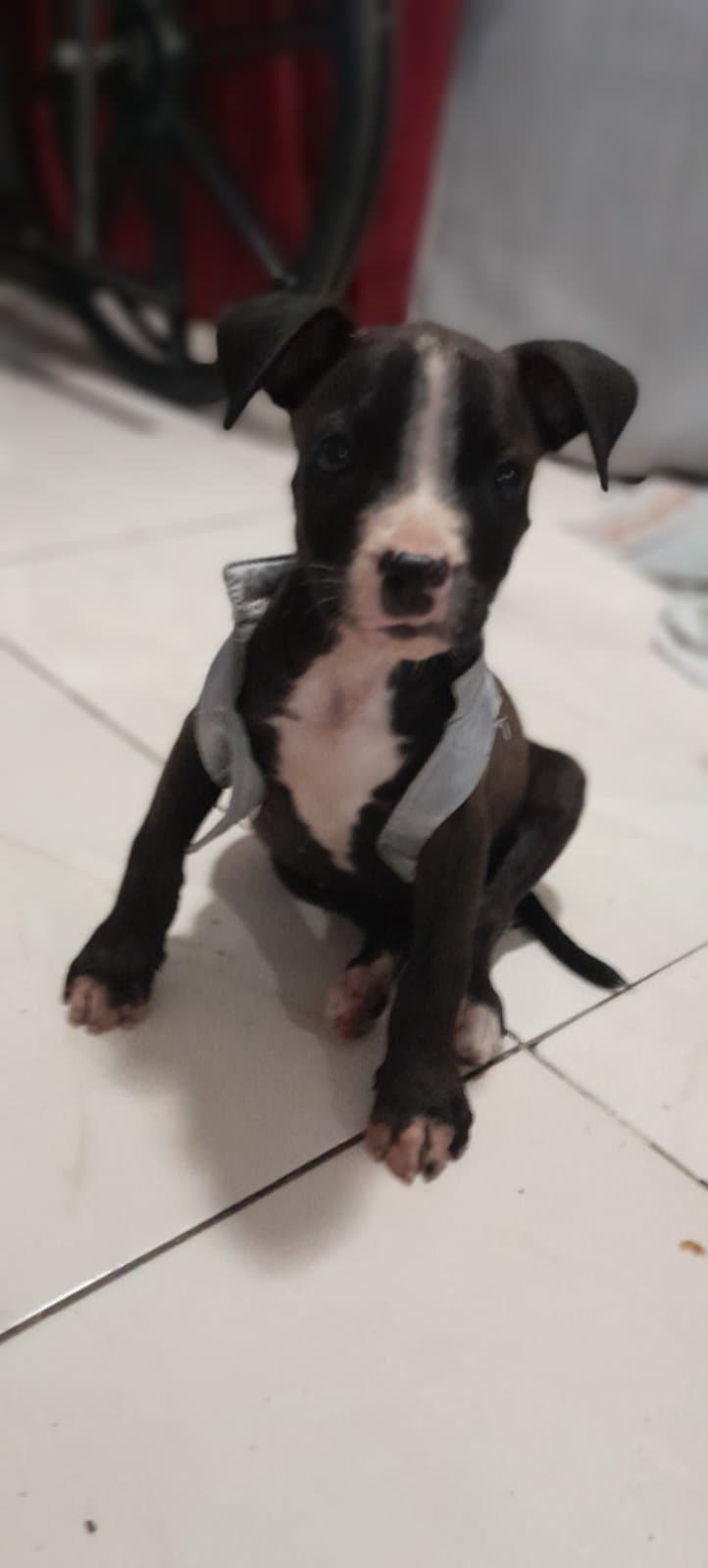 Marley, perro en adopción