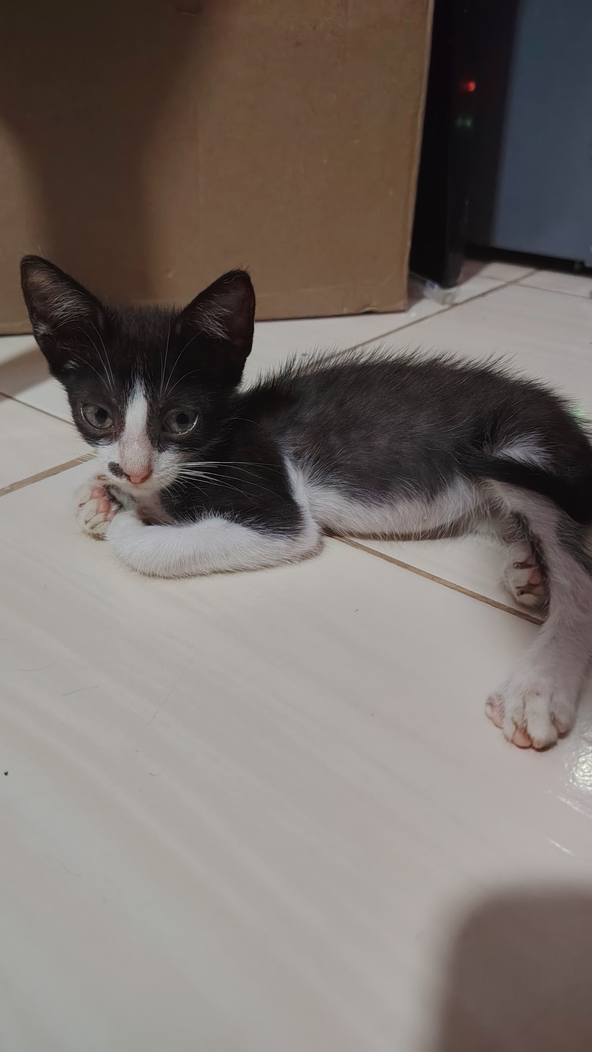 No tiene, gato en adopción