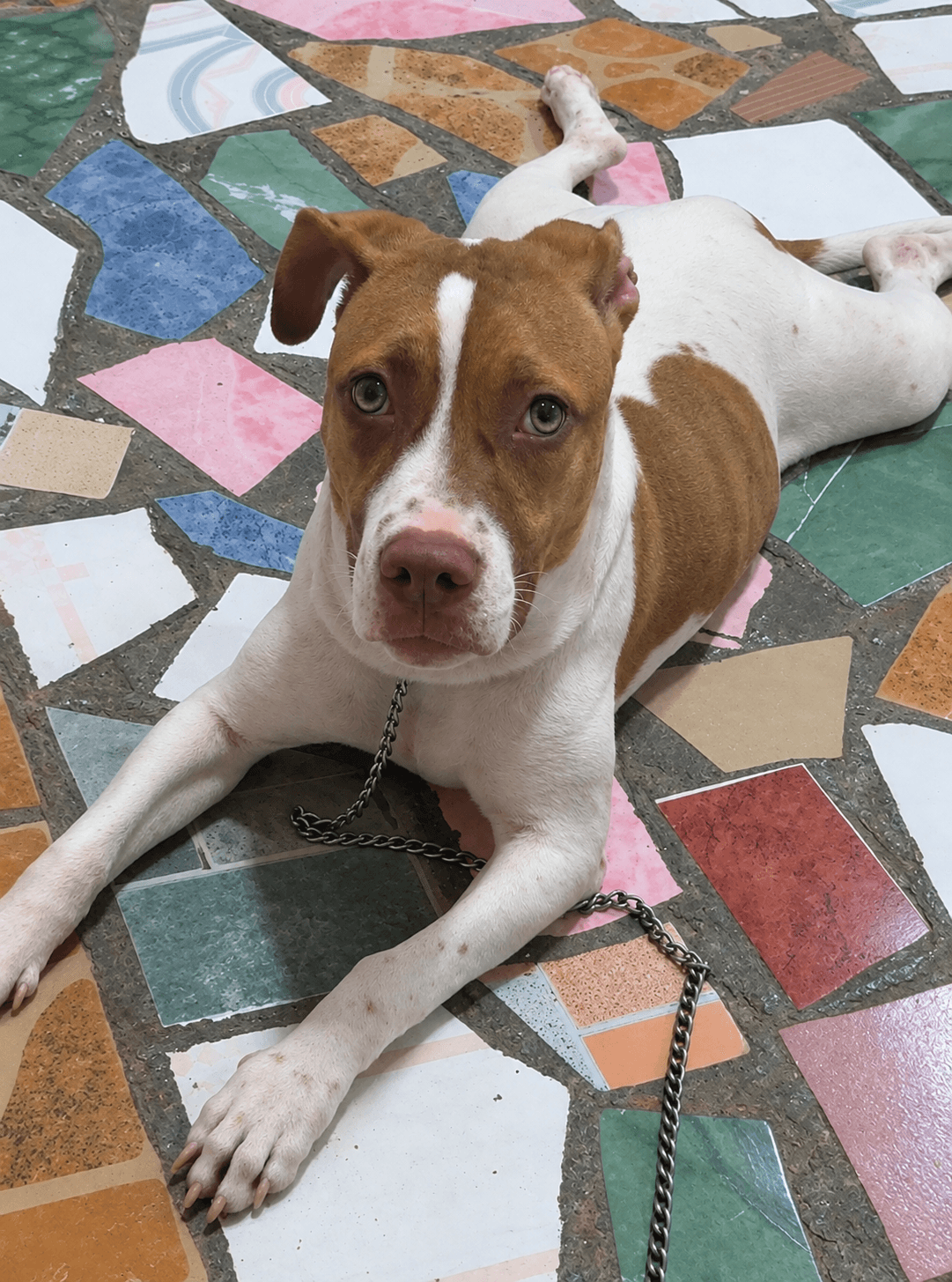 Zoe, perro en adopción