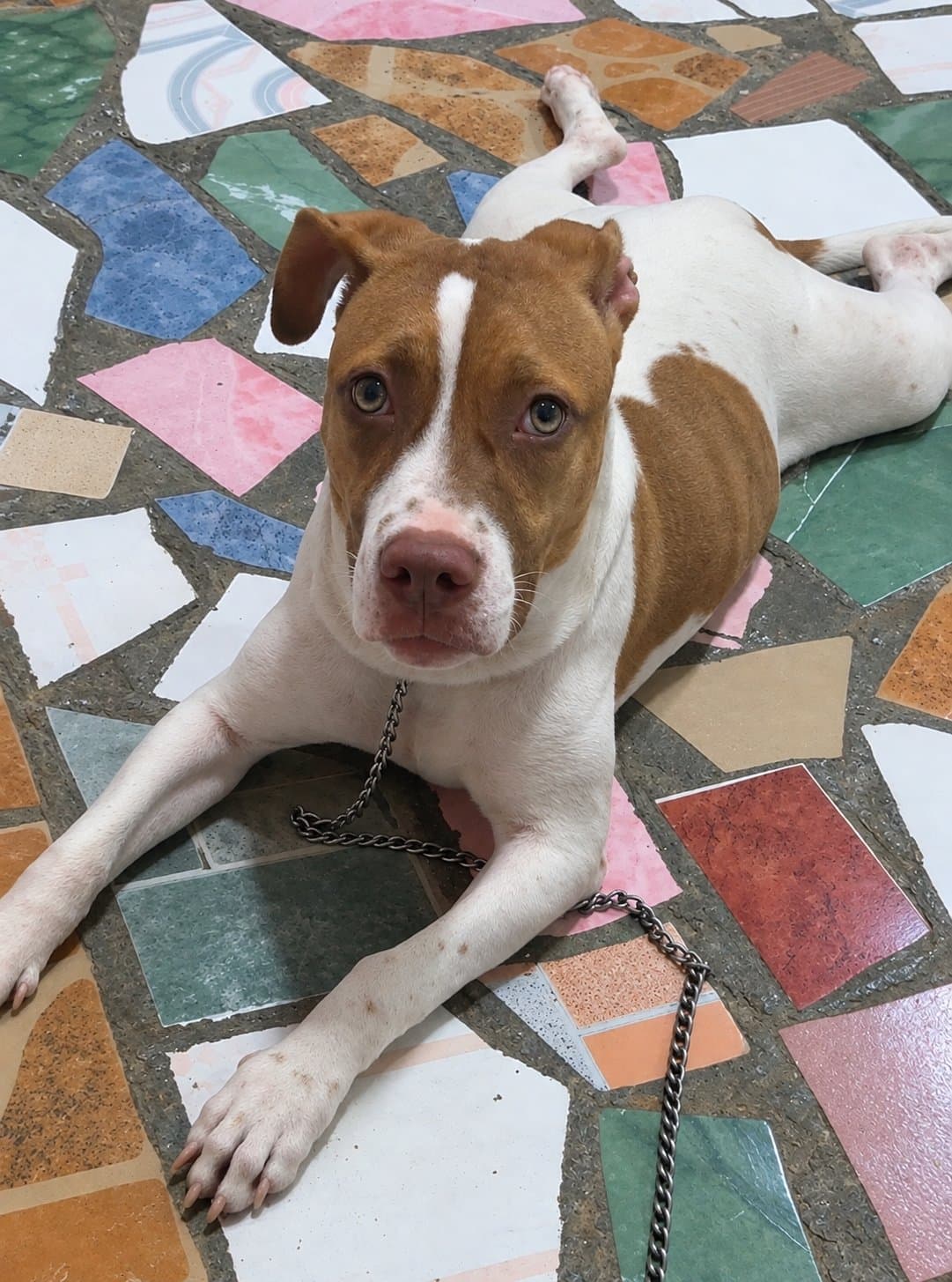 Zoe, perro en adopción